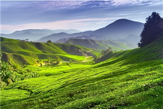 探秘馬來西亞熱帶雨林昆蟲冬令營，治愈自然缺失癥